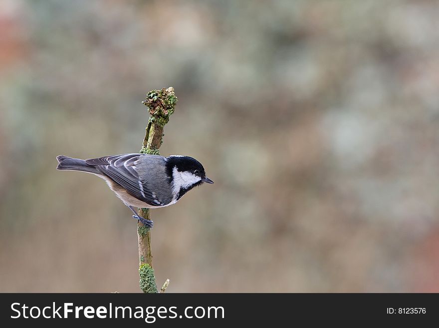 Coal Tit