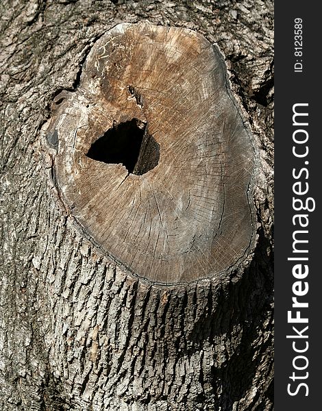 A old tree with a hole
