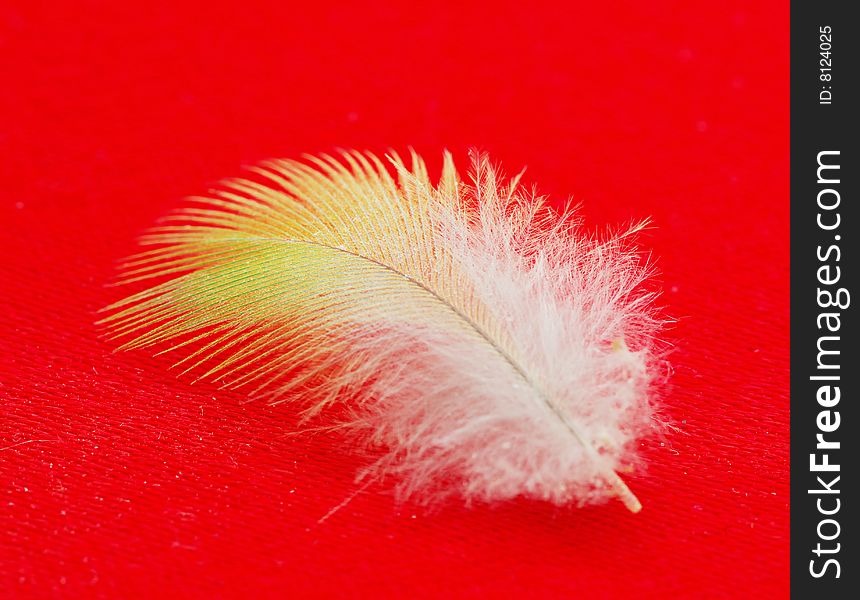 White feather isolated on red background