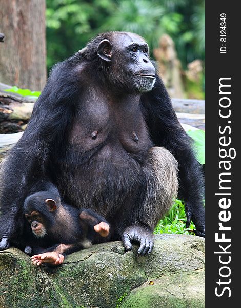 A Female Chimpanzee And Her Kid