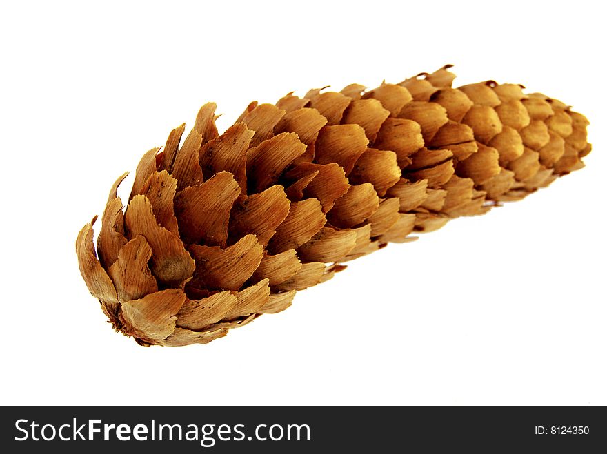 Cone coniferous isolated on a white background