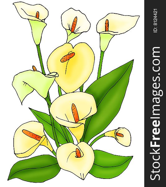 Yellow flowers calla with green leaves