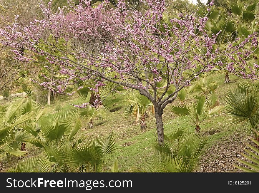 Cherry tree in flower growing amongst small palms