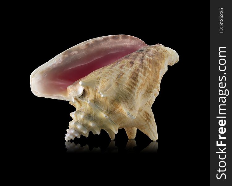 Sea shell with mirrored reflection against black background