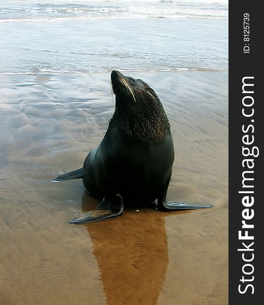 A seal in the beach. A seal in the beach.