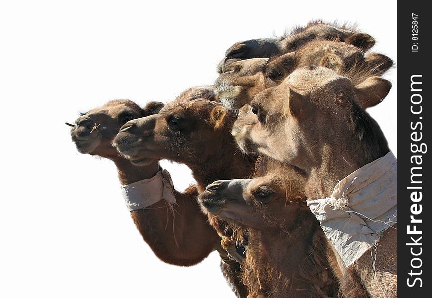 Camel heads in a row over white