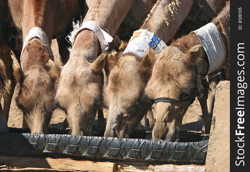 A group of camels in Mongolia drinking water. A group of camels in Mongolia drinking water