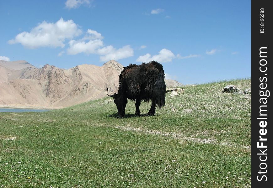 A yak eating grass near a high mountain. A yak eating grass near a high mountain