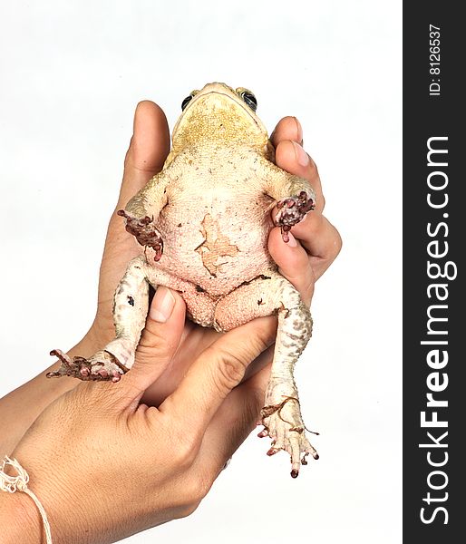 Toad In Hands