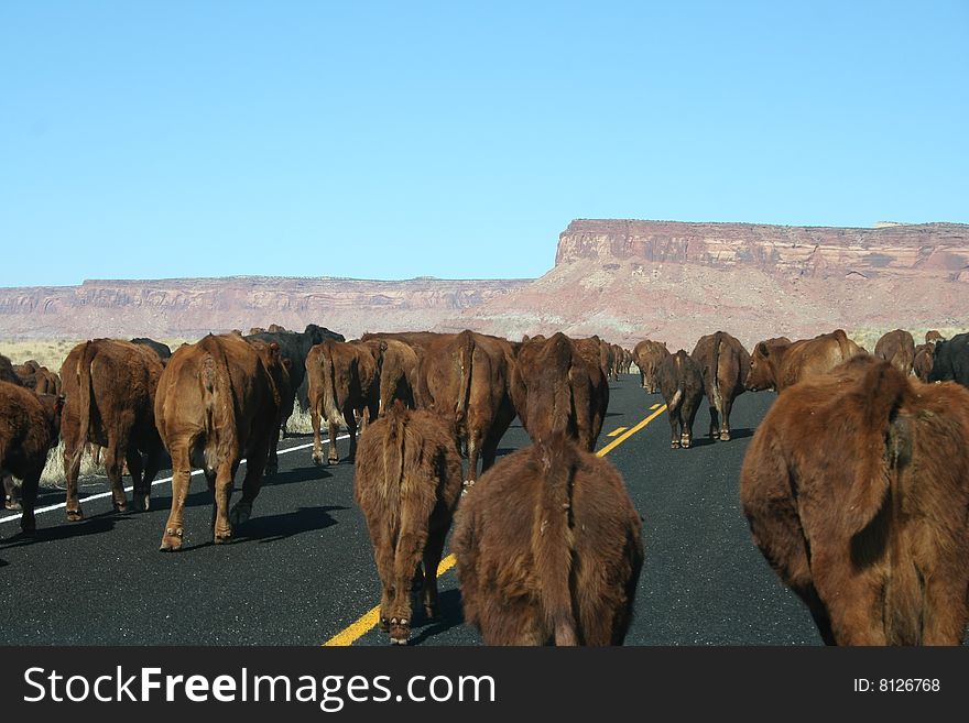 Cows blokking the road, moving to an other place in canyonlands, with the first sight of the mountains and a clear blue sky. Cows blokking the road, moving to an other place in canyonlands, with the first sight of the mountains and a clear blue sky.