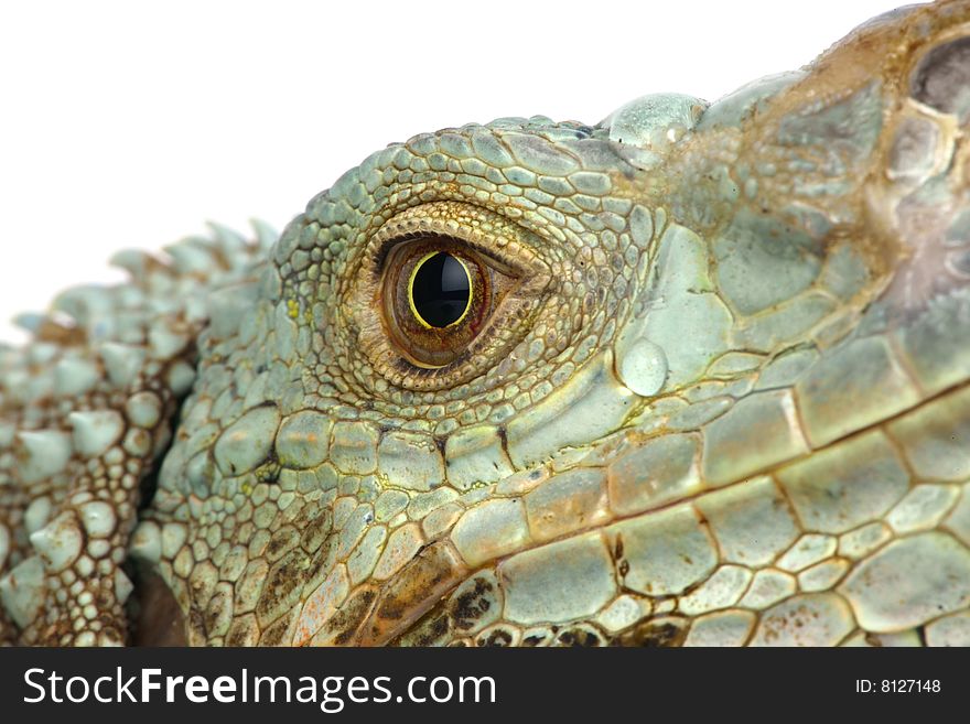 Iguana head