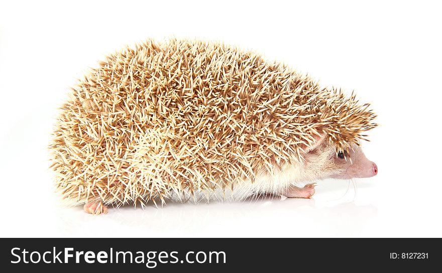 Hedgehog