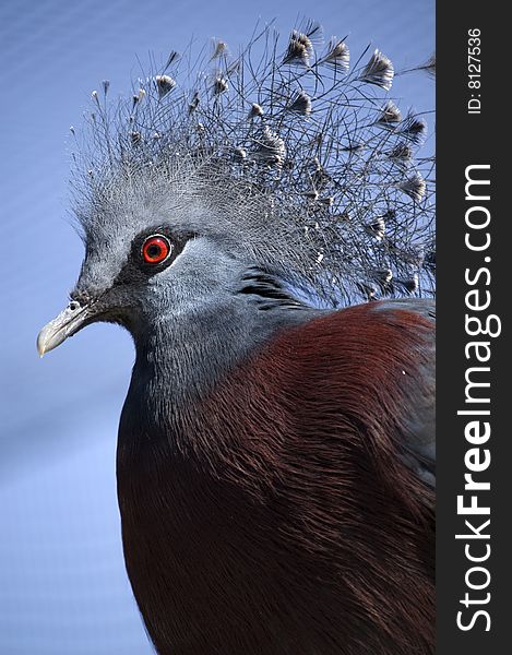 Profile view of a victoria crowned pigeon