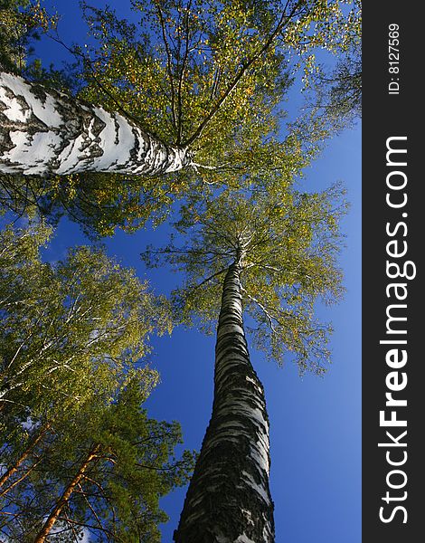 1 stand of aspen trees looking up