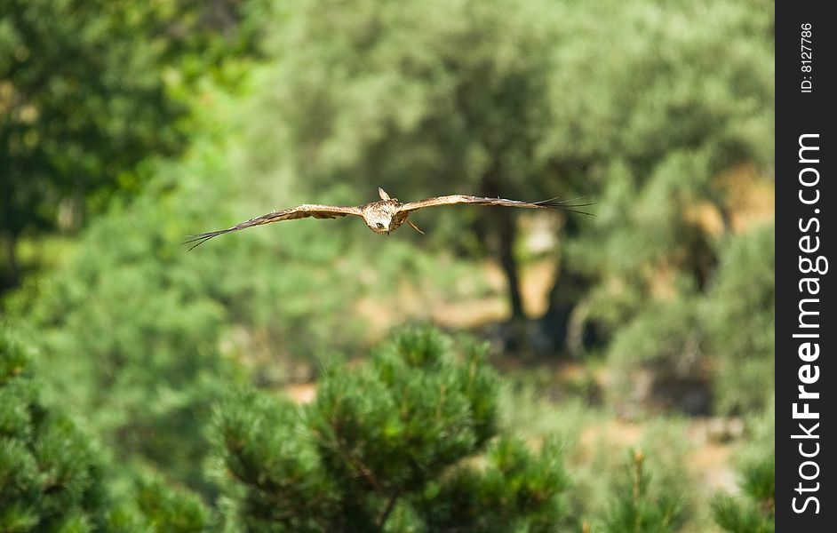 A red kite in Corsica (France)
