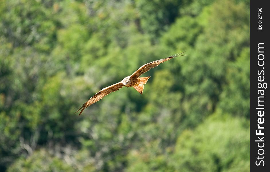 A red kite in flight in Corsica (France)