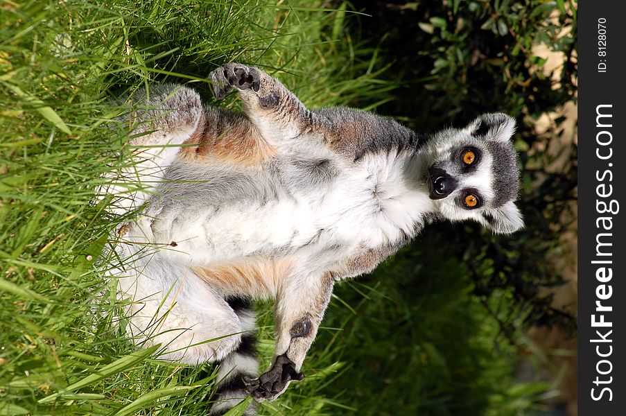 Monkey Ring-tailed Lemur, Lemur catta