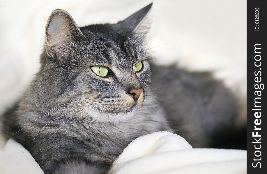 A household longhair cat portrait
