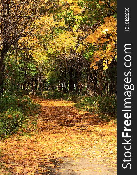 Avenue through park filled up by yellow leaves. Avenue through park filled up by yellow leaves