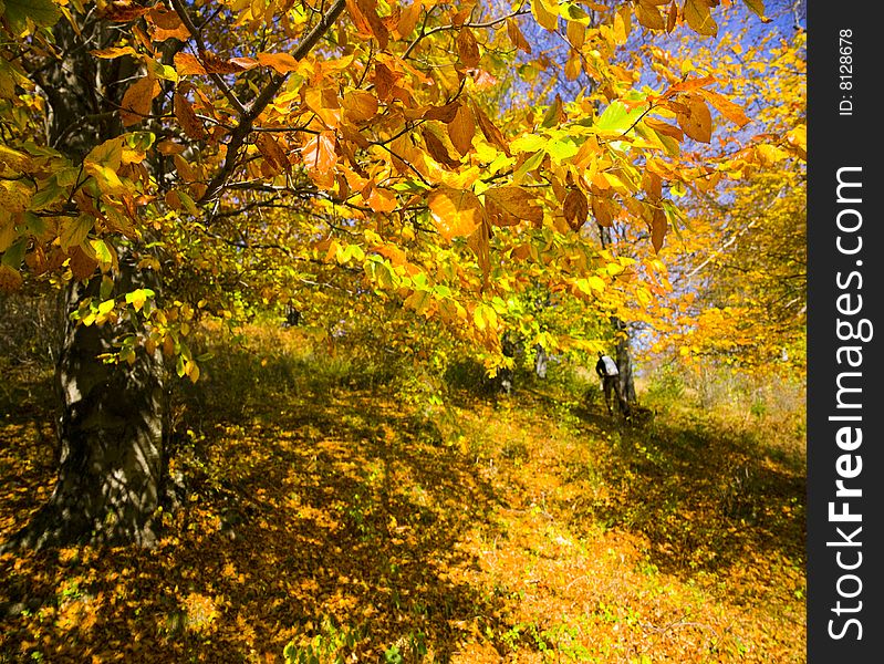 wonderful sunny autumn day in the forest, bright fall colors. wonderful sunny autumn day in the forest, bright fall colors