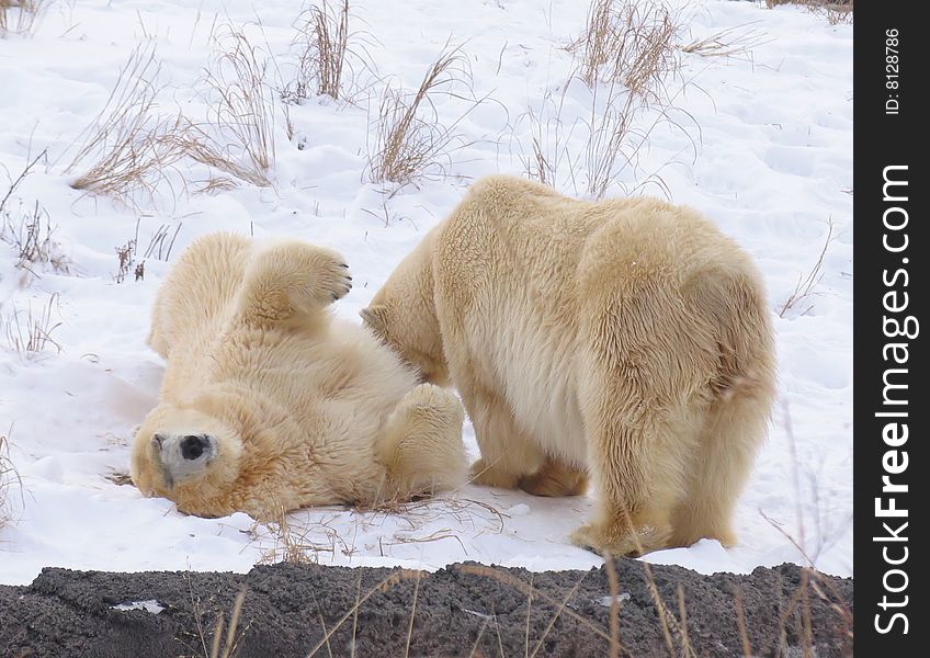 A polar bear on the snow in the winter