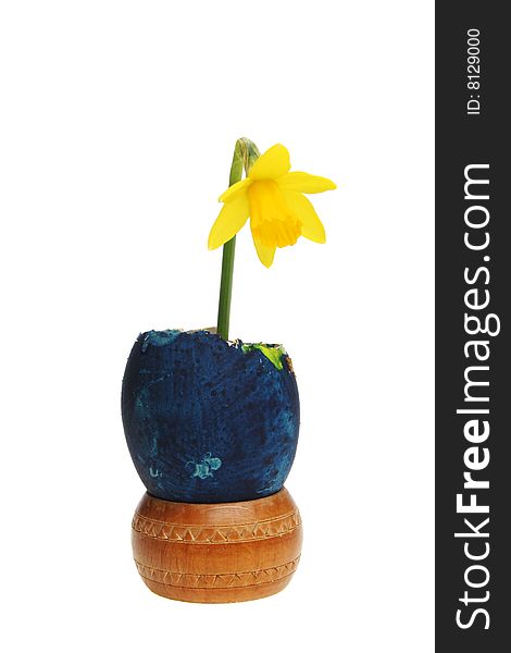 Miniature daffodil in a painted egg. Miniature daffodil in a painted egg