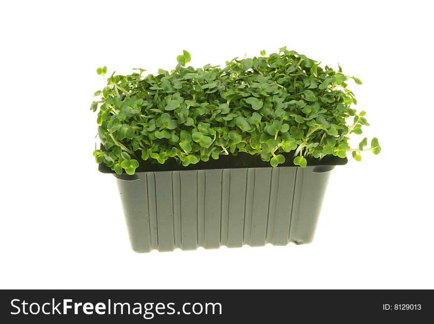 Fresh cress in a plastic punnet isolated on white