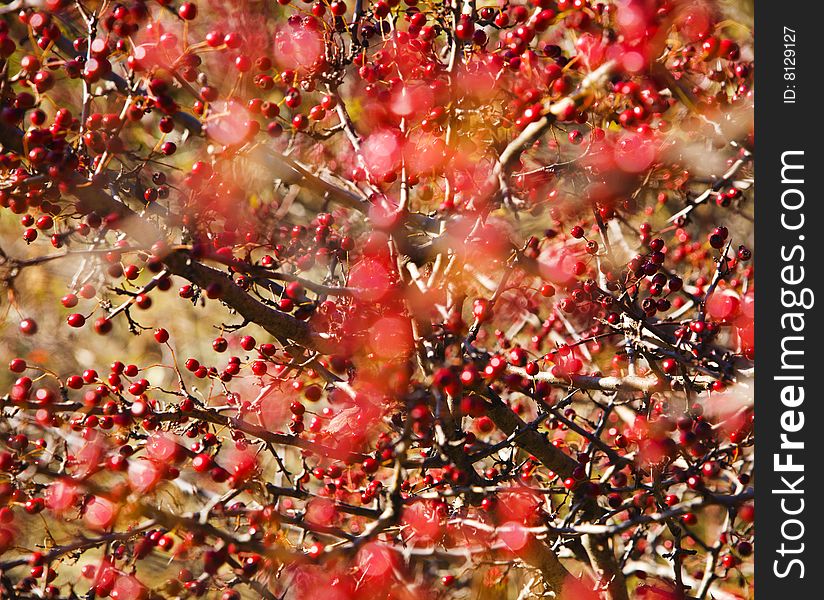 Autumn hawthorn berries, Crataegus oxycantha, bright red, shallow DOF