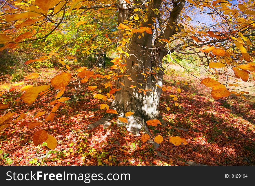 Colorful autumn trees, fall foliage,
