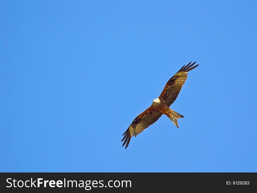 A red kite in flight in Corsica (France)