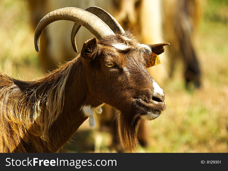 Corican goats in a field (france). Corican goats in a field (france)