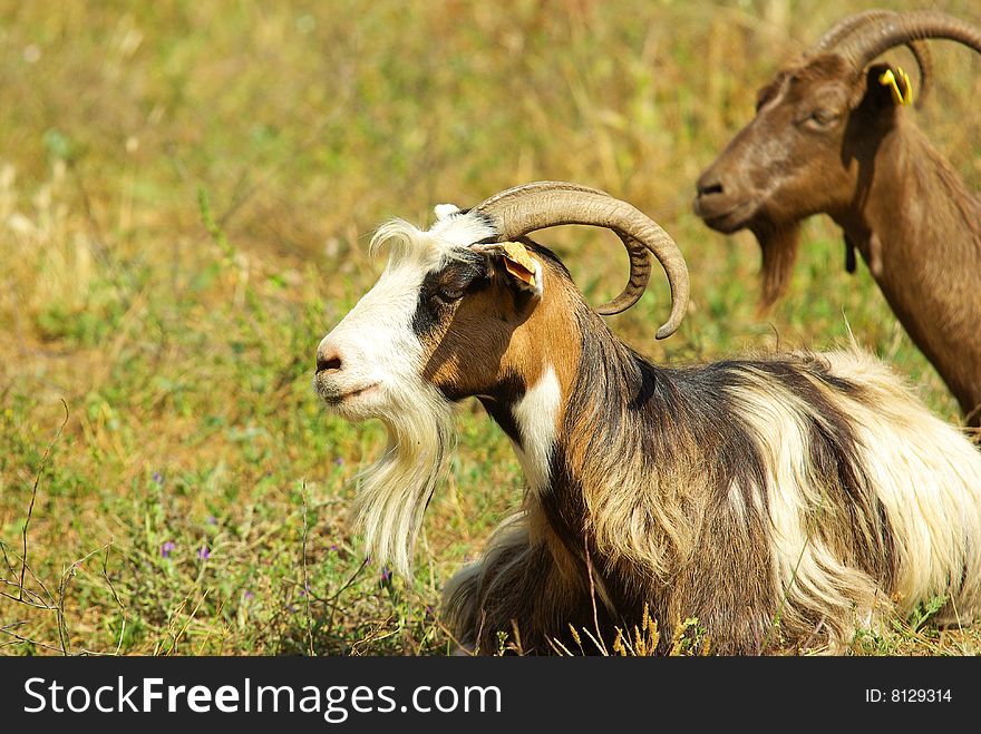 Corican goats in a field (france). Corican goats in a field (france)