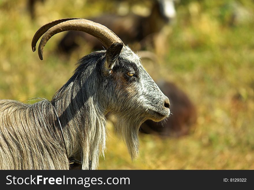 Corican goats in a field (france). Corican goats in a field (france)