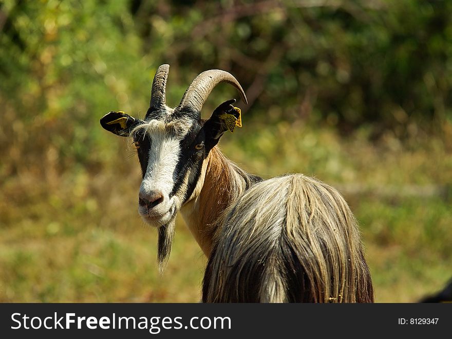 Corican goats in a field (france). Corican goats in a field (france)