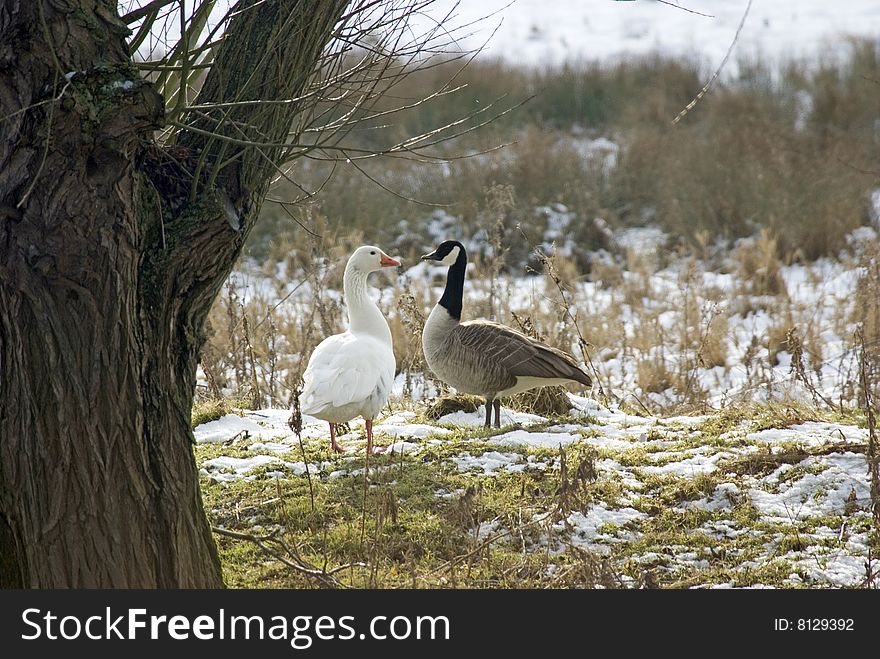 Geese In The Snow