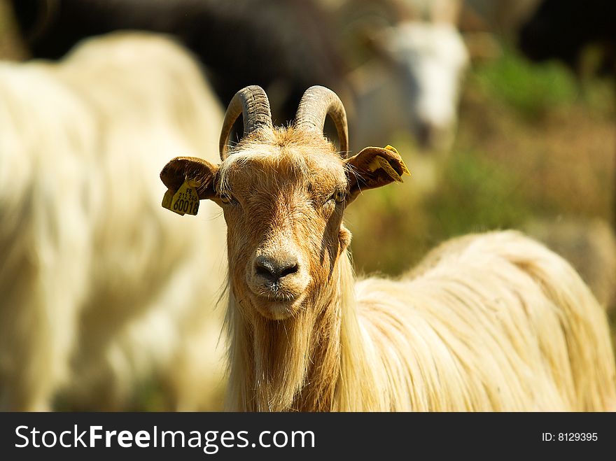 Corsican Goats