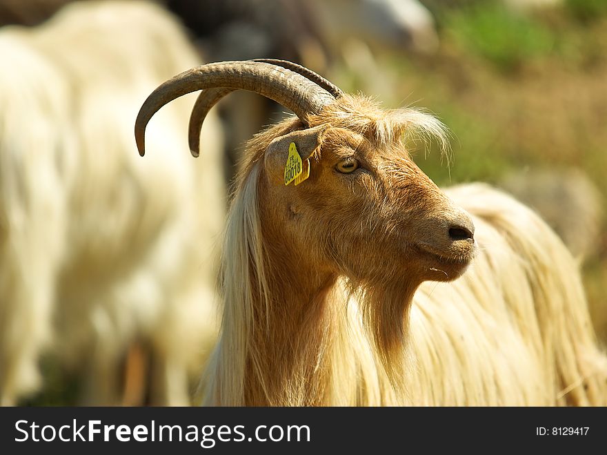 Corican goats in a field (france). Corican goats in a field (france)