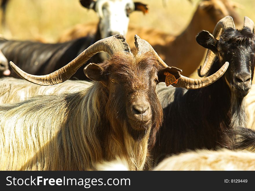 Corsican Goats