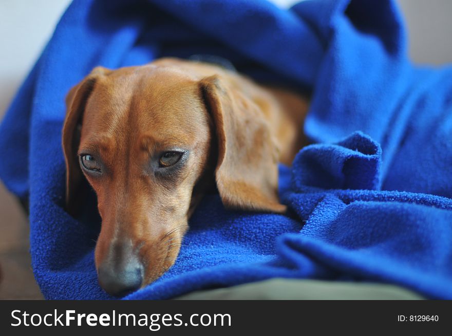A small dog curved with a blue blanket. A small dog curved with a blue blanket