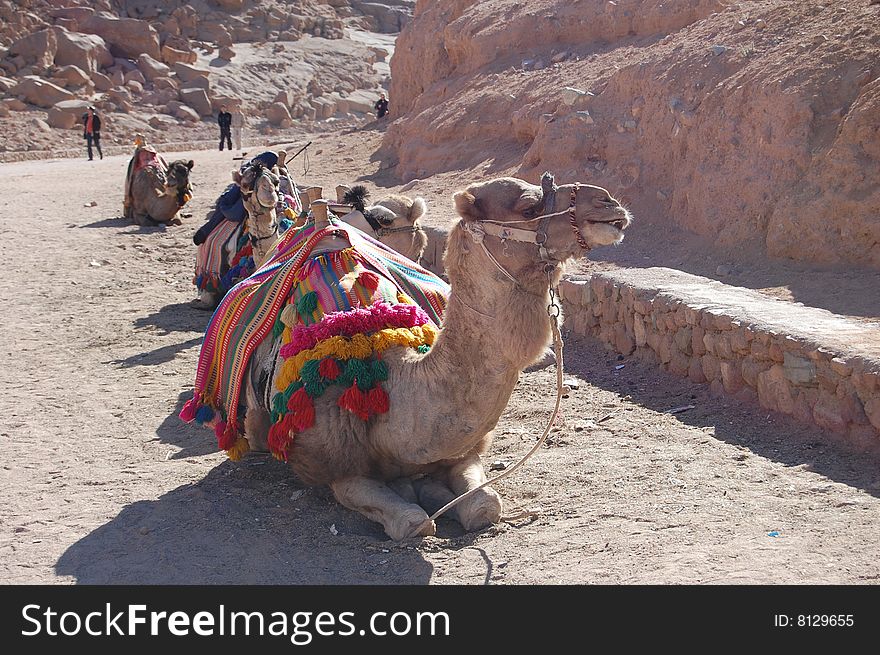 Camel at the enterance to St. Catgherines monastery, in the heart of the Sinai Desert