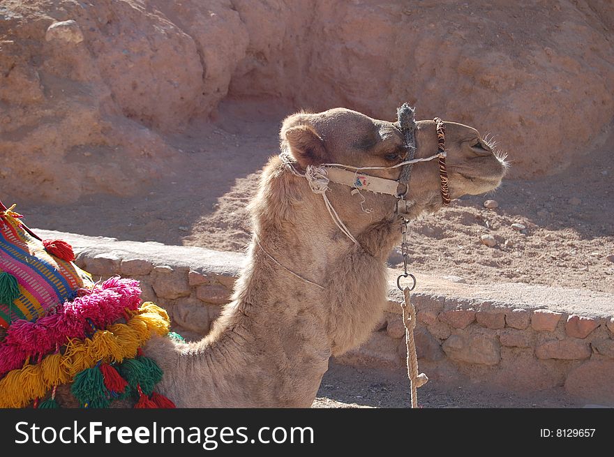 Camel at the enterance to St. Catgherines monastery, in the heart of the Sinai Desert. Camel at the enterance to St. Catgherines monastery, in the heart of the Sinai Desert