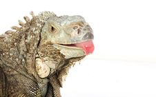 Iguana Royalty Free Stock Image
