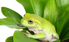 Green Tree Frog Stock Image Green Tree Frog Stock Image