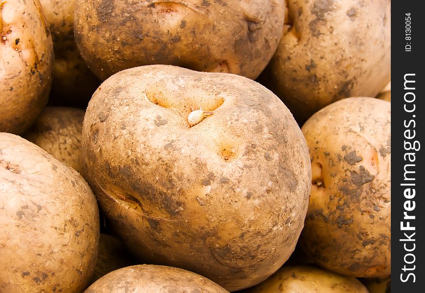 Abstract background from potato tubers. Abstract background from potato tubers