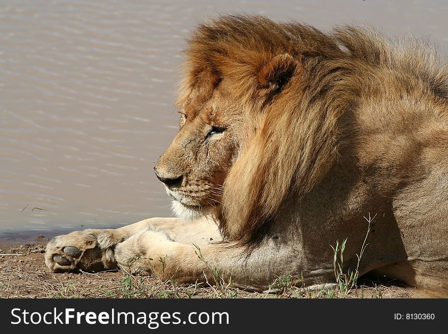 Resting lion in Tanzania, Serengeti