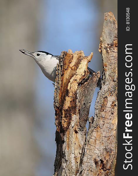 Nuthatch emerging from rotted tree with seed. Nuthatch emerging from rotted tree with seed
