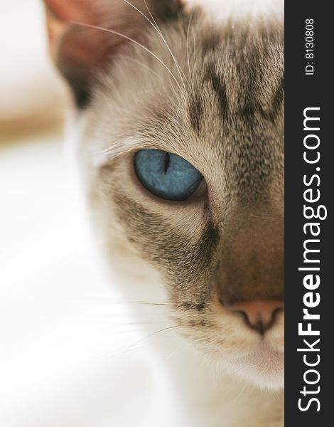 Cat's blue eye with white background