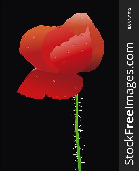 Vector poppy on black wallpaper