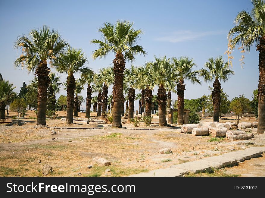 Palms in Turkey. Summer day.