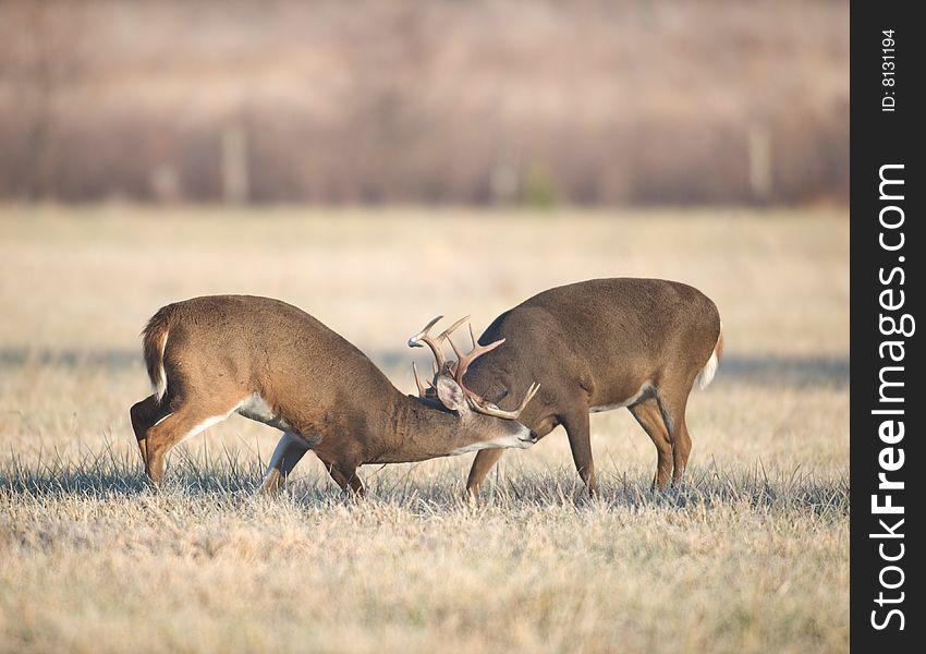 white tailed deer fighting